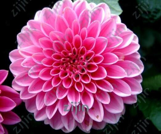 20 Dahlia Seeds - Seed World