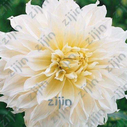 20 Dahlia Seeds - Seed World