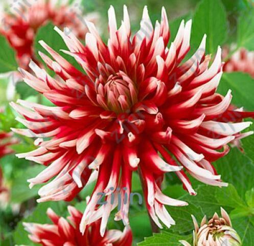 20 Dahlia Seeds - Seed World