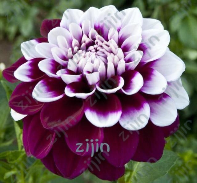 20 Dahlia Seeds - Seed World