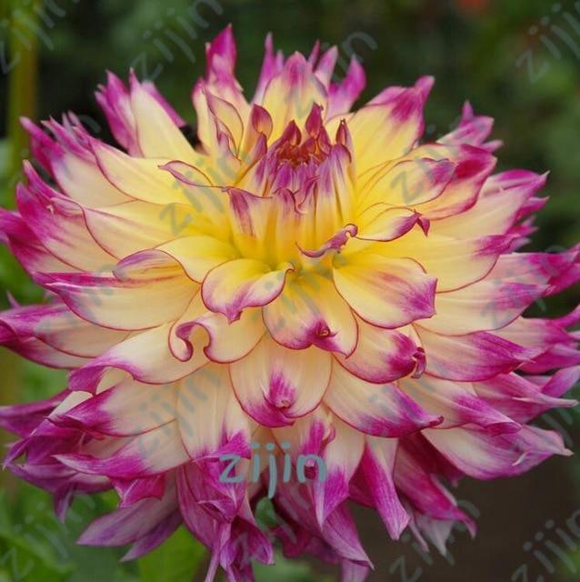 20 Dahlia Seeds - Seed World