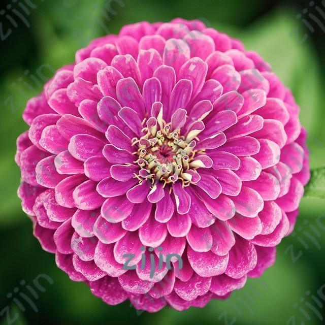 20 Dahlia Seeds - Seed World