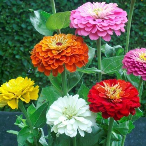 20 Dahlia Seeds - Seed World