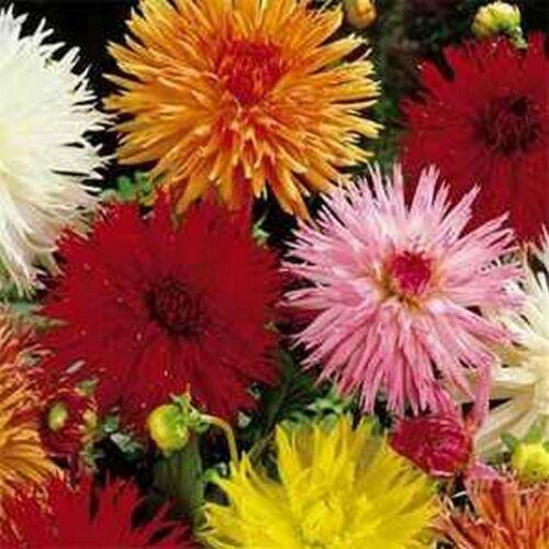20 Dahlia Seeds - Seed World