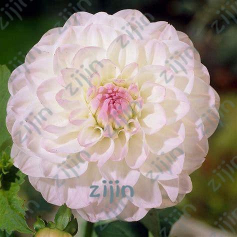 20 Dahlia Seeds - Seed World