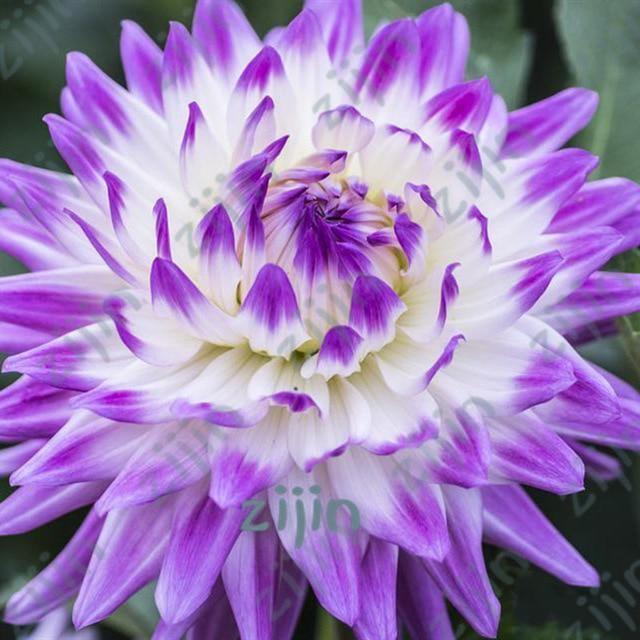 20 Dahlia Seeds - Seed World