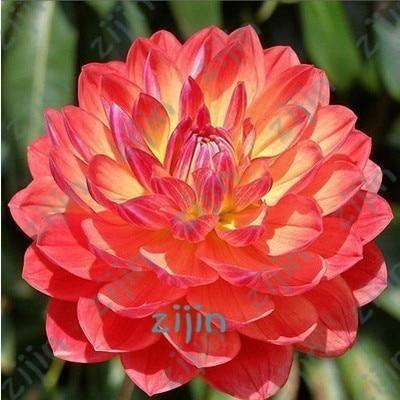 20 Dahlia Seeds - Seed World