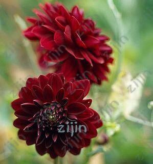 20 Dahlia Seeds - Seed World