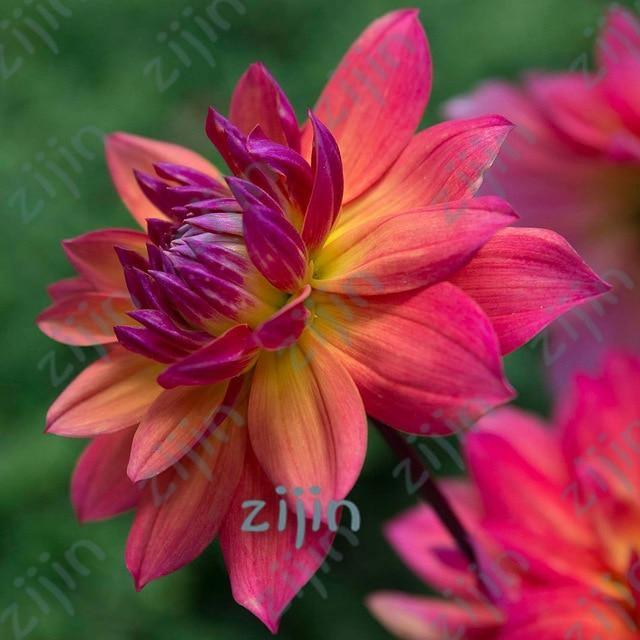 20 Dahlia Seeds - Seed World