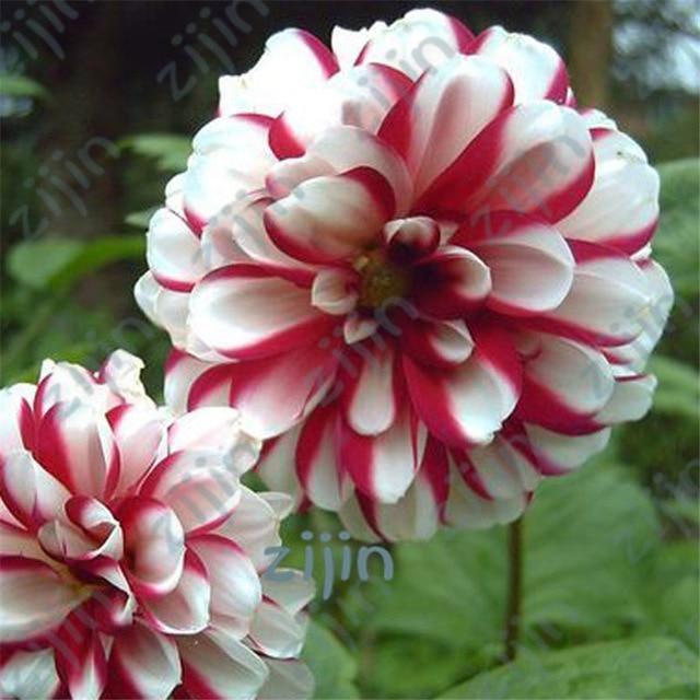 20 Dahlia Seeds - Seed World