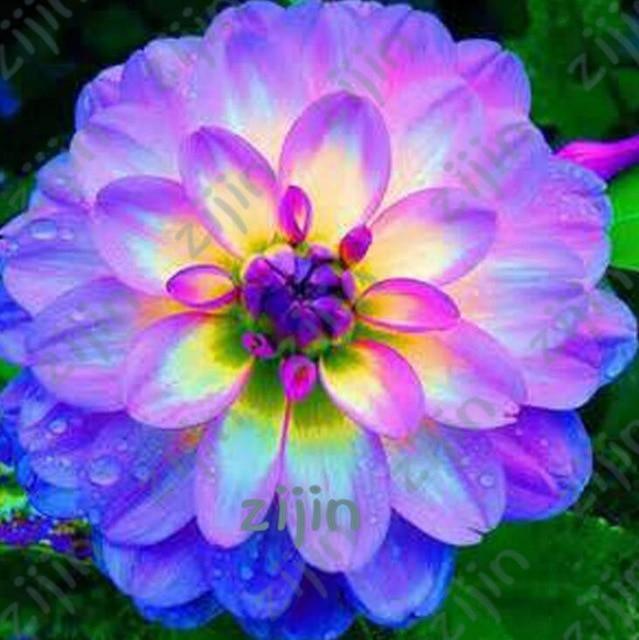 20 Dahlia Seeds - Seed World