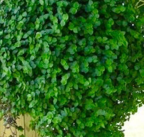 20 Dwarf Wandering Jew Cuttings - Seed World