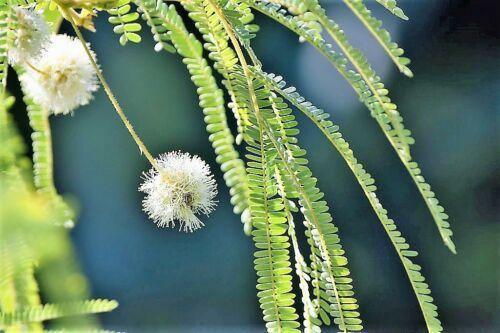 20 Feather Tree Seeds - Seed World