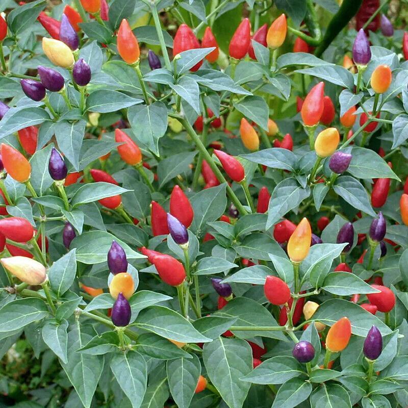 20 Fire Cracker Pepper Seeds - Seed World