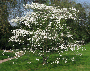 20 Flowering Dogwood Tree Seeds - Seed World