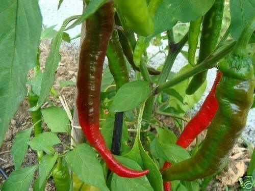 20 Fushimi Sweet Pepper Seeds - Seed World