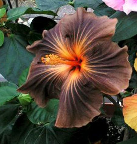 20 Giant Hibiscus Flower seed - 24 colors - Seed World