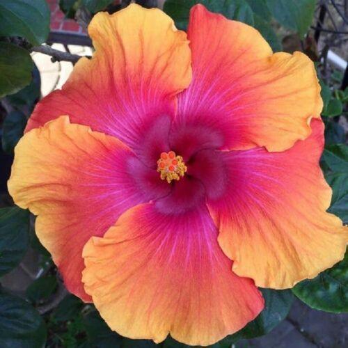 20 Giant Hibiscus Flower seed - 24 colors - Seed World