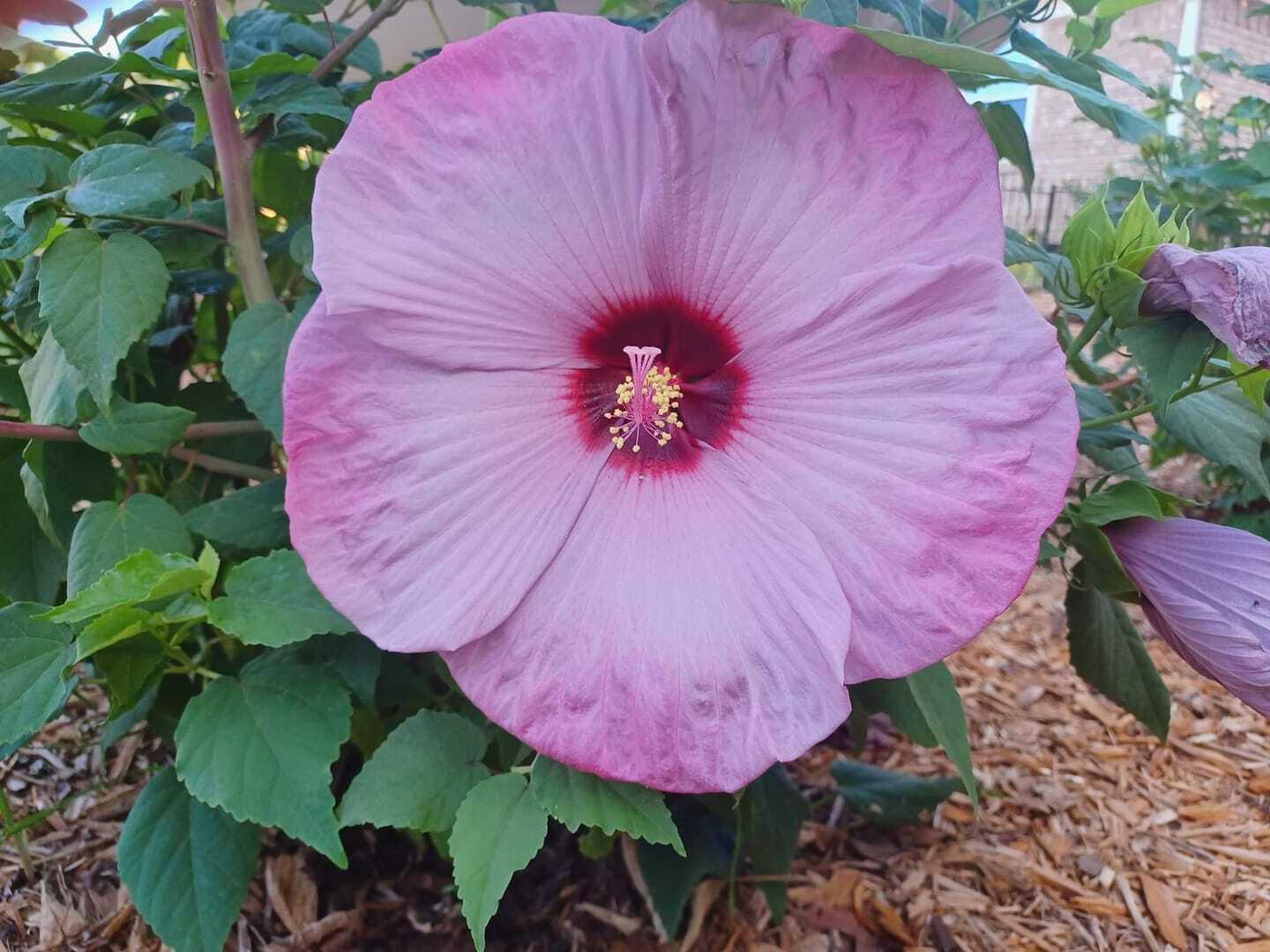 20 Giant Hibiscus Flower seed - 24 colors - Seed World