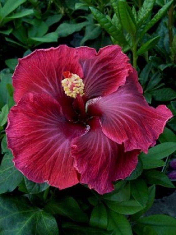 20 Giant Hibiscus Flower seed - 24 colors - Seed World