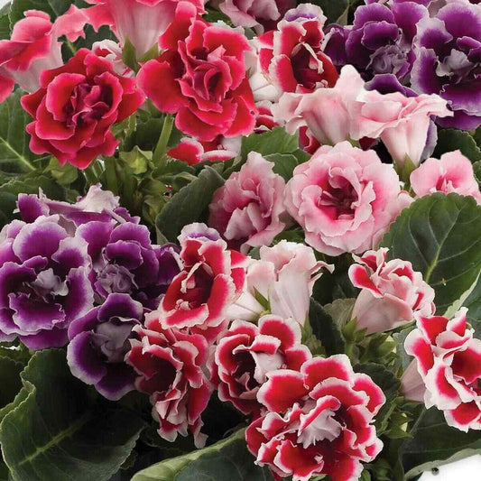 20 Gloxinia Brocade Double Mix Seeds - Seed World