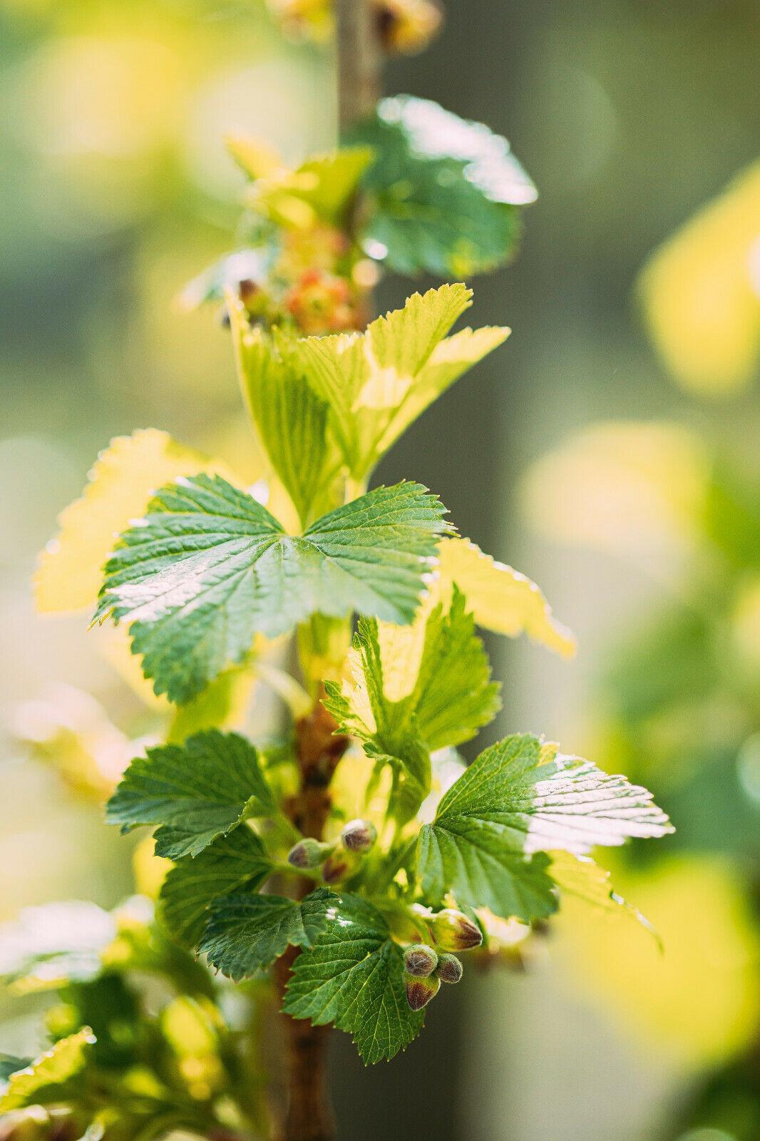 20 Golden Currant Berry Seeds (Ribes Aureum) - Seed World