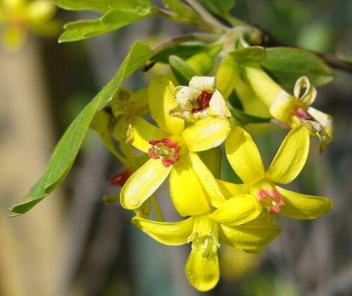 20 Golden Currant Shrub Seeds - Seed World