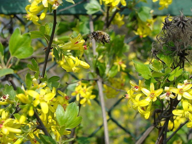20 Golden Currant Shrub Seeds - Seed World
