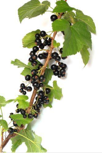 20 Golden Currant Shrub Seeds - Seed World