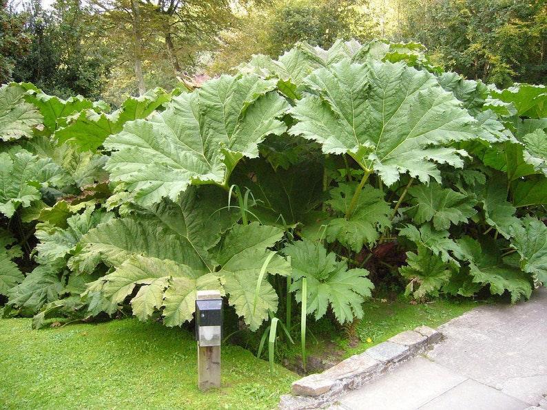 20 Gunnera Manicata - Giant Rhubarb Seeds - Seed World