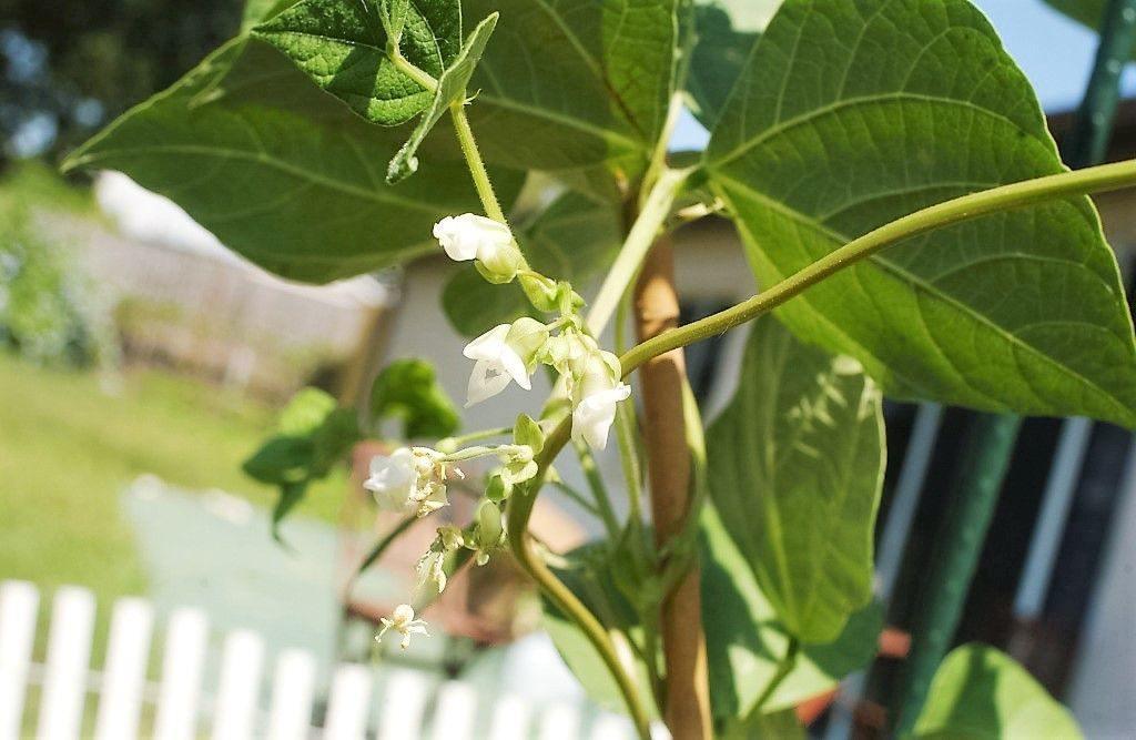 20 Henderson Baby Lima Bean Seeds - Seed World