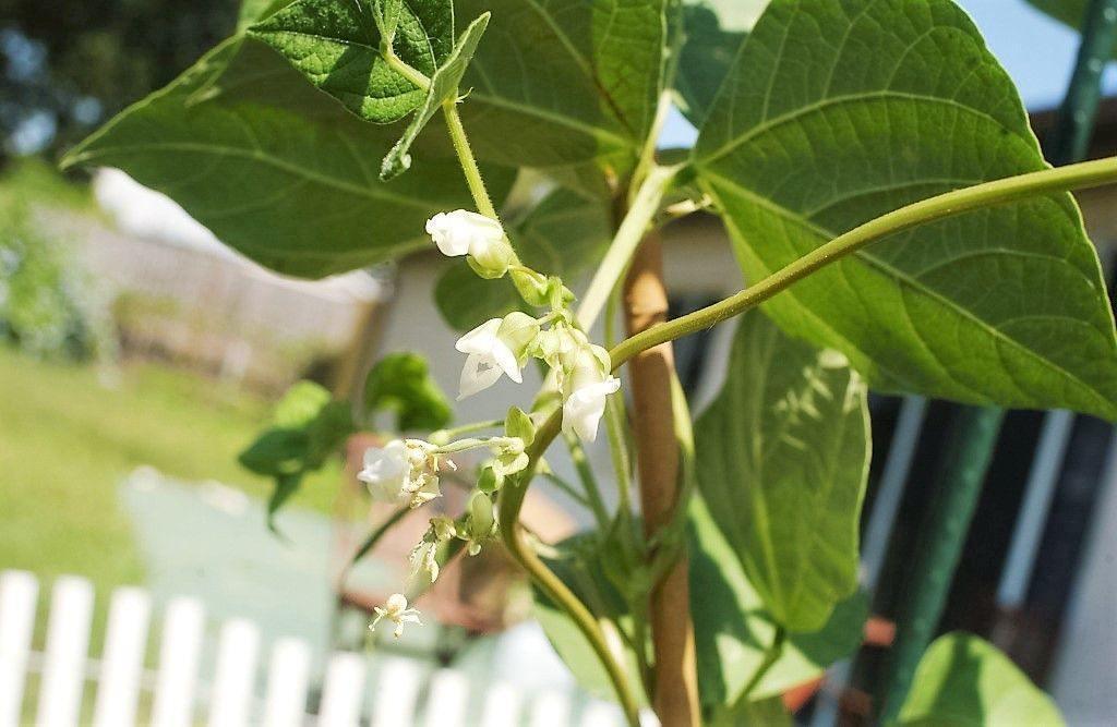 20 Henderson Baby Lima Bean Seeds - Seed World