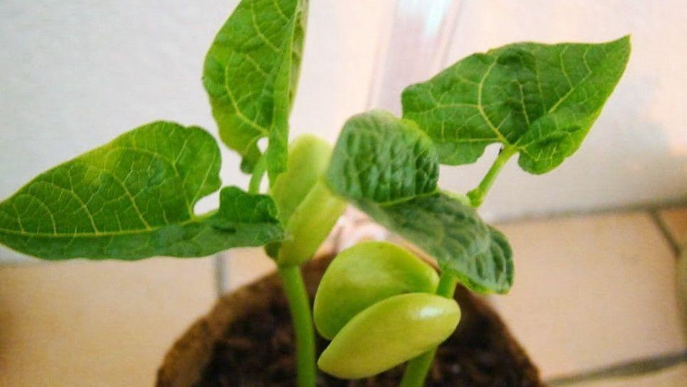 20 Henderson Baby Lima Bean Seeds - Seed World
