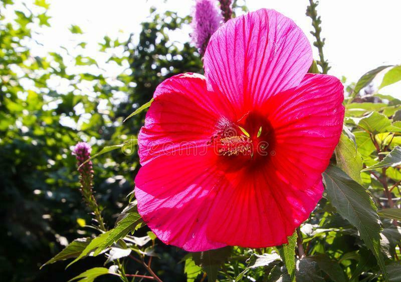 20 Hibiscus Flower seeds - Seed World