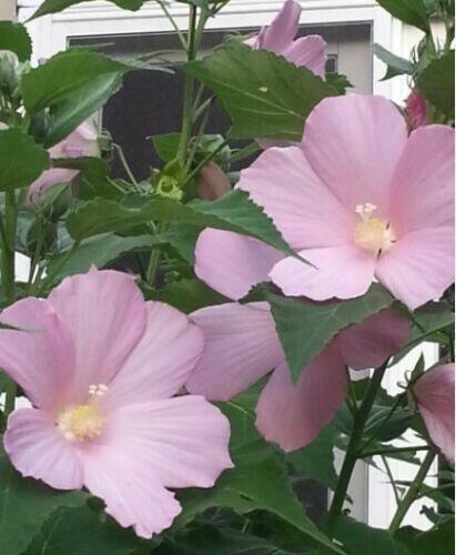 20 Hibiscus Flower seeds - Seed World