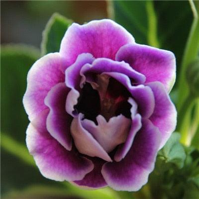 20 Hibiscus Flower seeds - Seed World