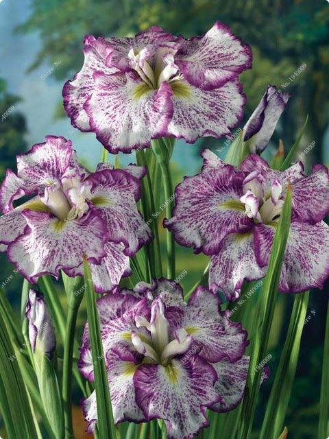 20 Iris Flower Seeds - Seed World