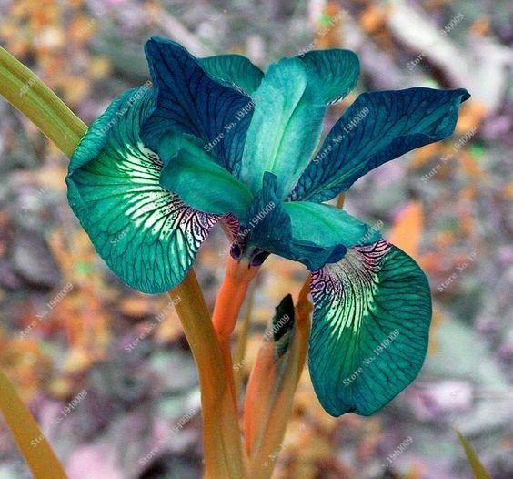 20 Iris Flower Seeds - Seed World