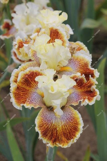 20 Iris Flower Seeds - Seed World
