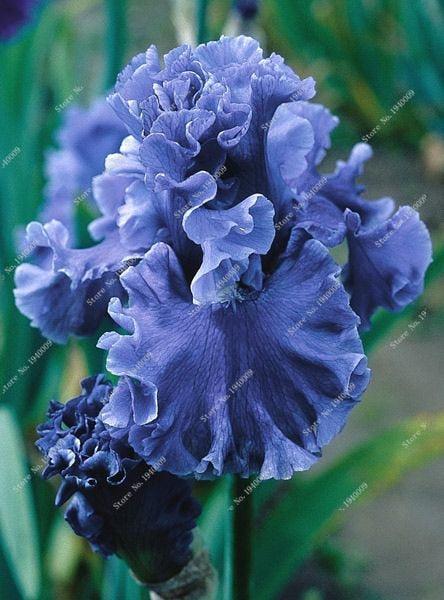 20 Iris Flower Seeds - Seed World