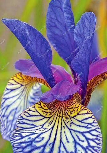 20 Iris Flower Seeds - Seed World