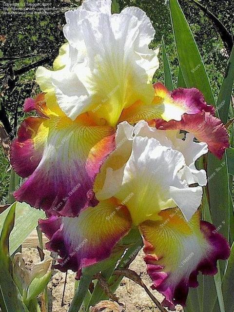 20 Iris Flower Seeds - Seed World
