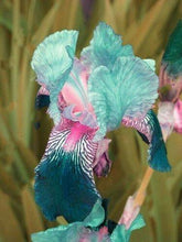 20 Iris Flower Seeds - Seed World