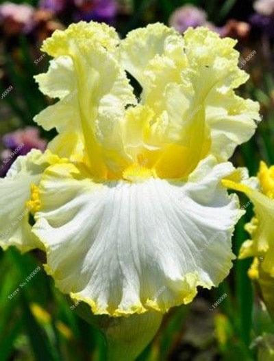 20 Iris Flower Seeds - Seed World