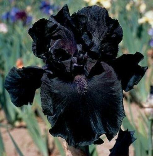 20 Iris Flower Seeds - Seed World