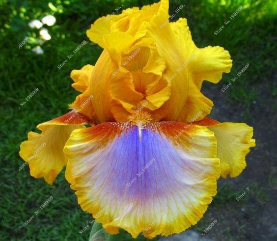 20 Iris Flower Seeds - Seed World