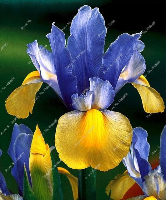 20 Iris Flower Seeds - Seed World