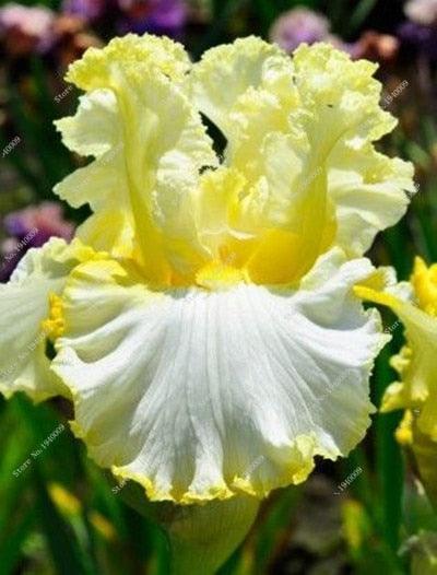 20 Iris Flower Seeds – Rare Mix of Exotic Colors - Seed World