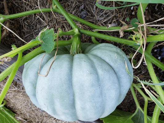 20 Jarrahdale Blue Pumpkin Seeds - Seed World