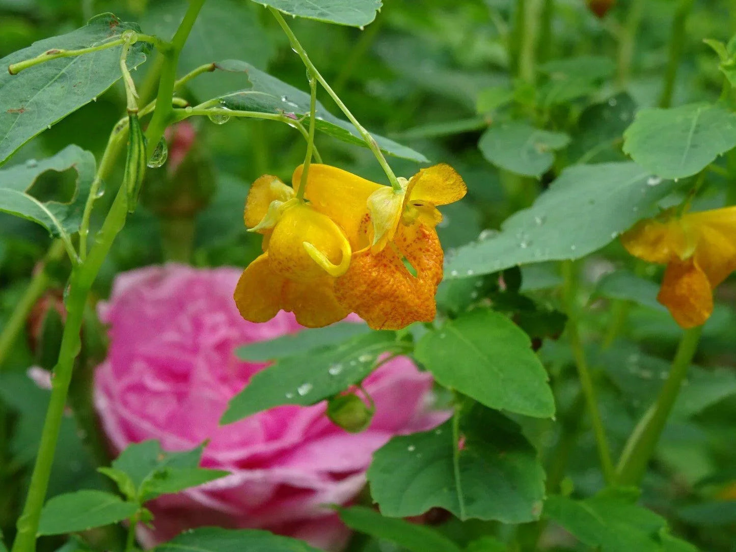 20 Jewelweed - Impatiens Capensis Seeds - Seed World